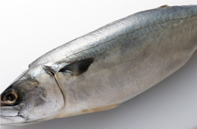 鯖・鮭を3枚におろす