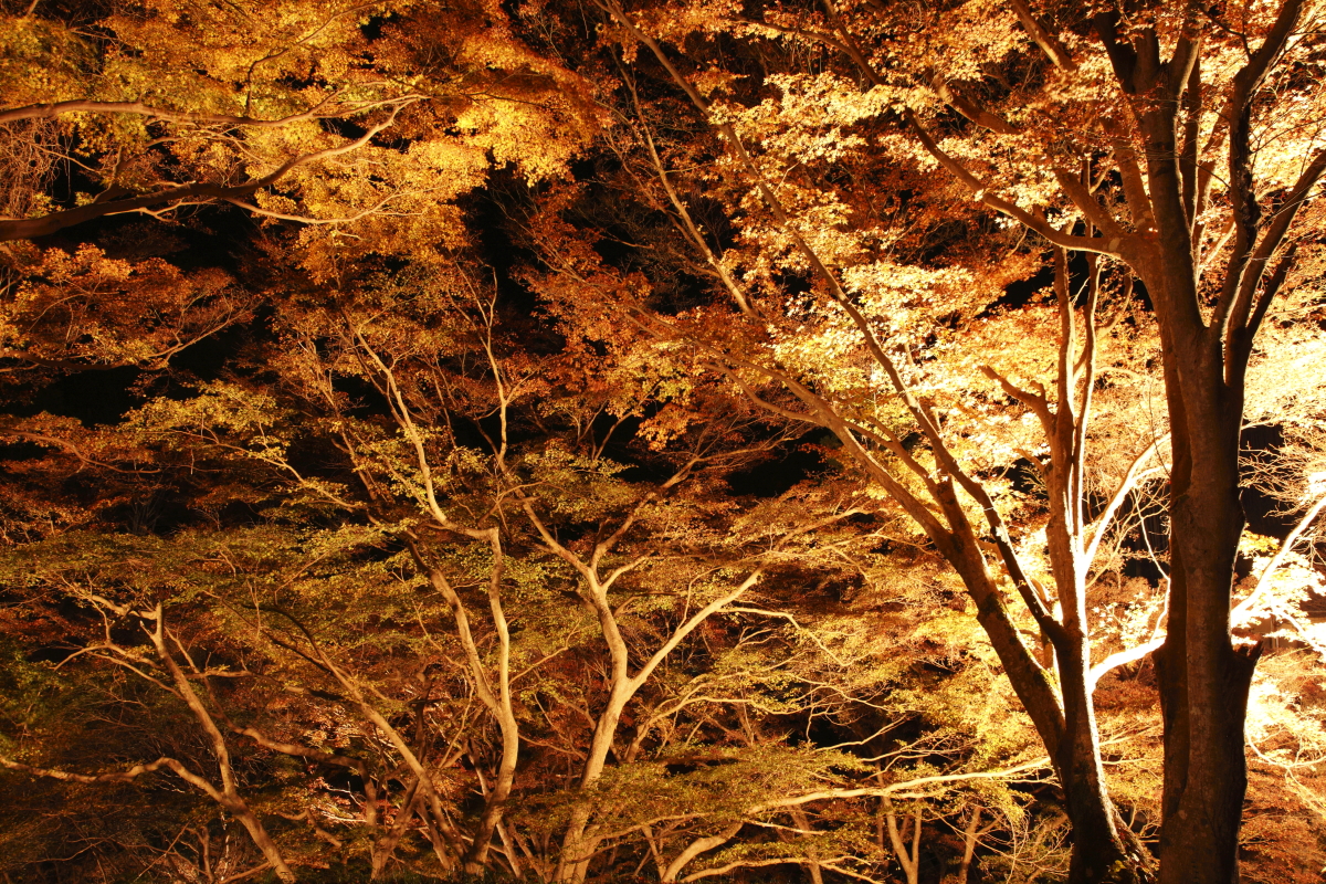 【季節の便り】11月の吉野山の見どころの紹介