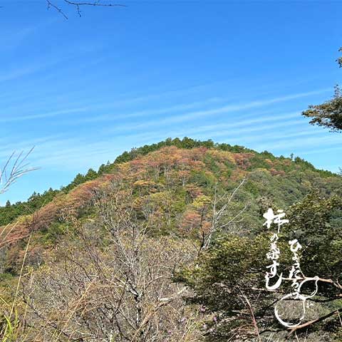 吉野山は桜が徐々に色づき始めています。