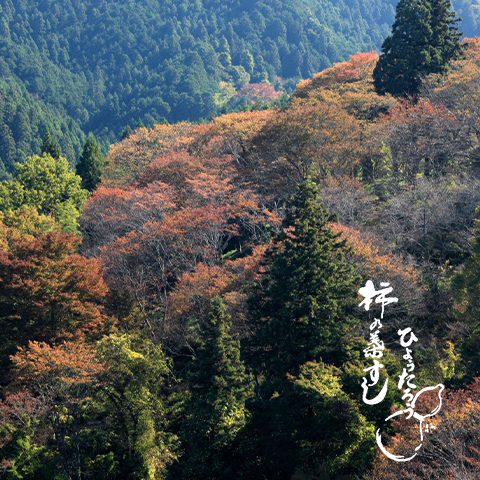 吉野山は楓が徐々に色づき始めています。
