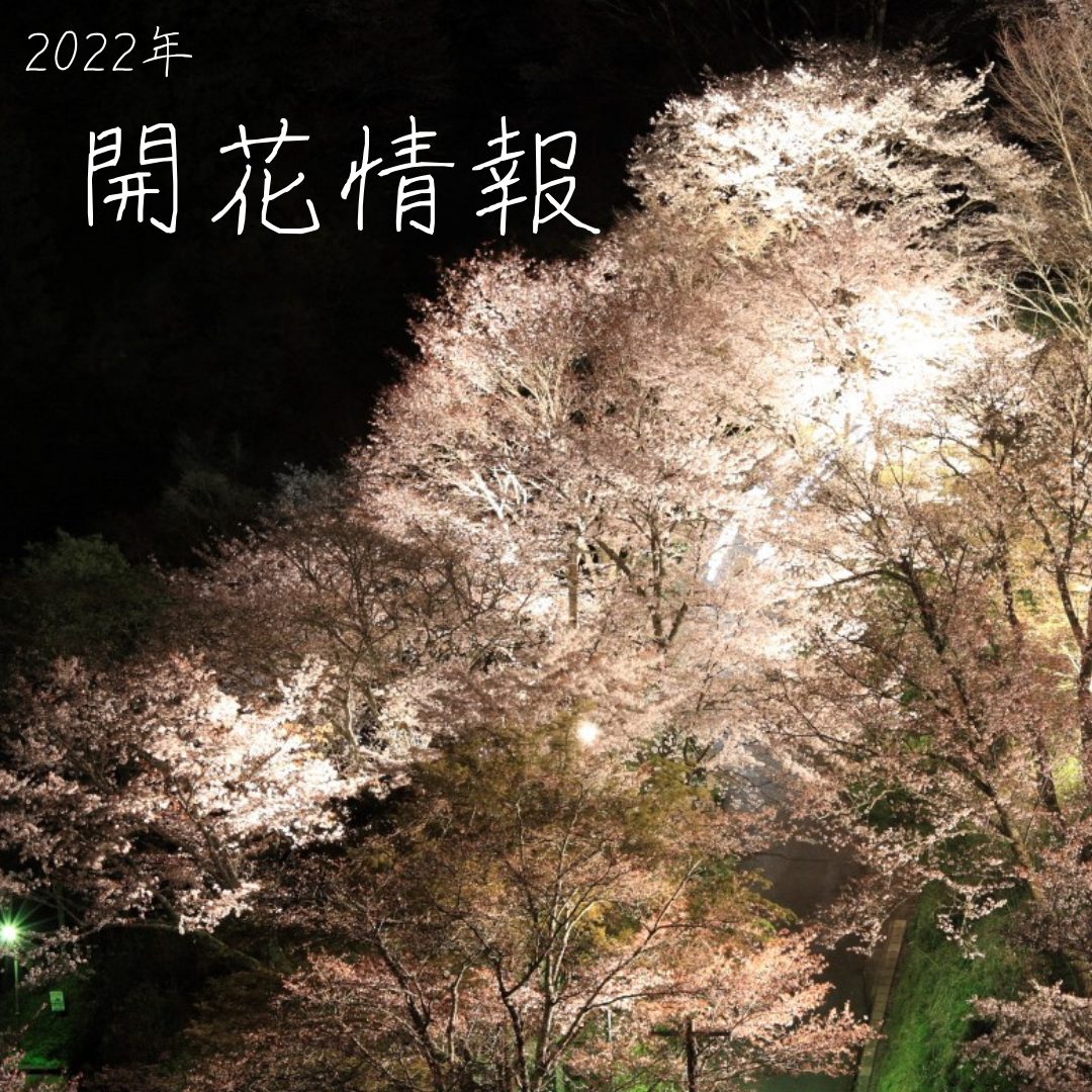 【開花情報】2022年3月28日更新