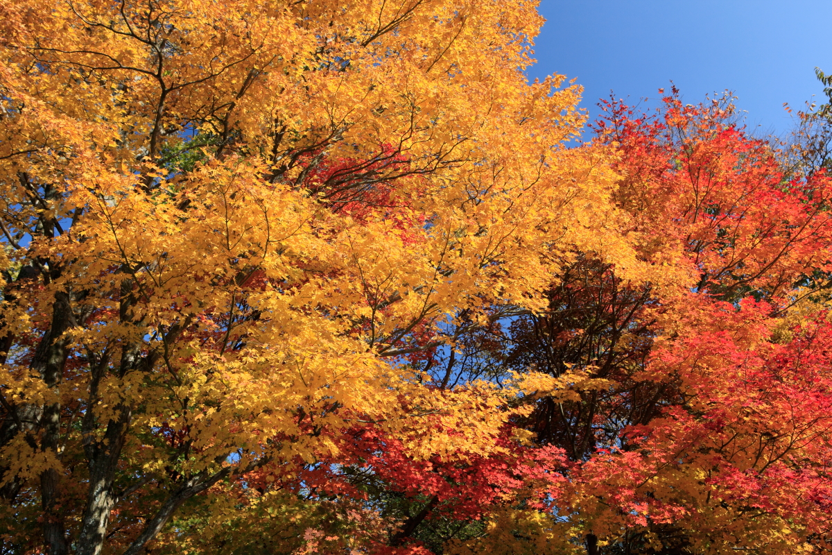 【季節の便り】紅葉情報