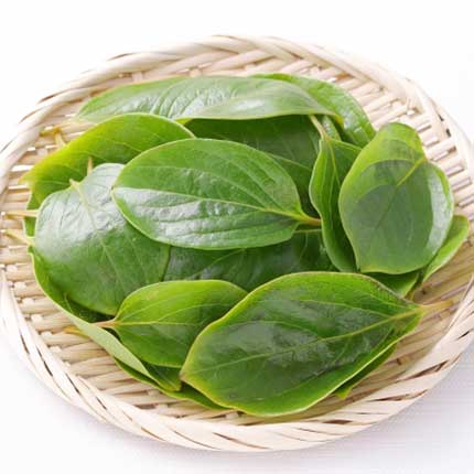 「柿の葉」のお話