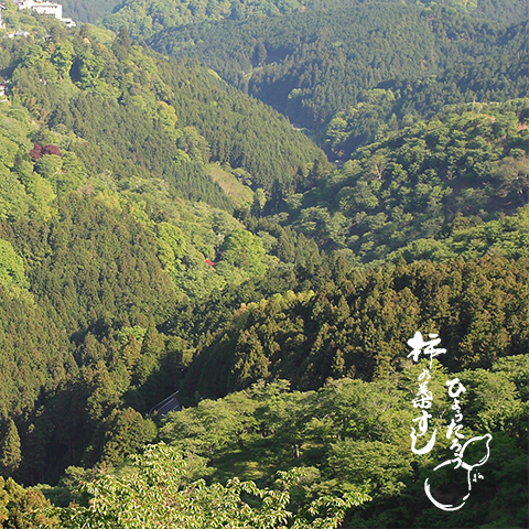 吉野山は涼しい