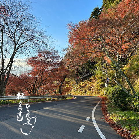 紅葉も、まもなく散り始め。