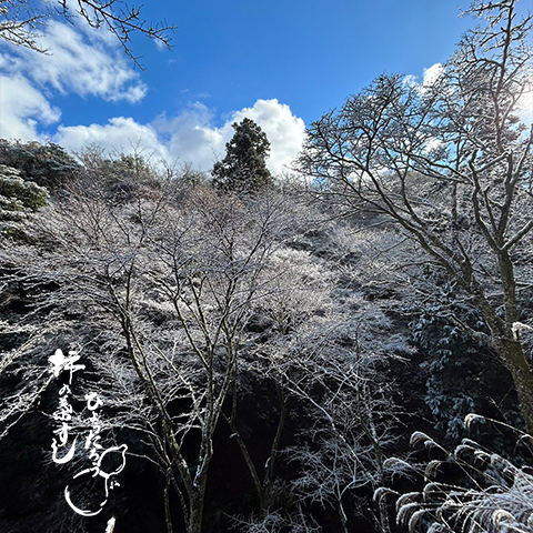 吉野は少し雪が降りました。