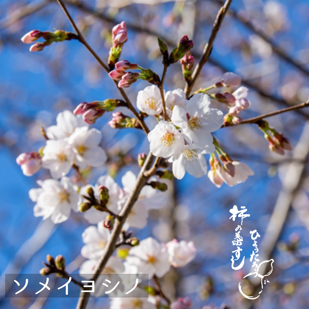 ソメイヨシノと吉野山